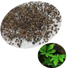 Natural Chinese Medicinal Herb Seven Leaf jiao gu lan Gynostemma Seeds